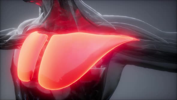 Pectorsl Muscule - Visible Muscle Anatomy Map alt