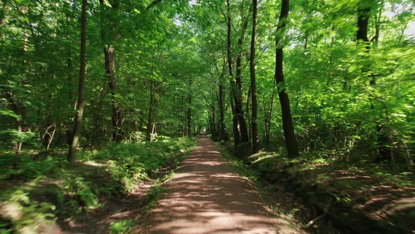 Flying a Drone Over a Forest Path