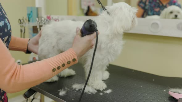 Grooming side of a white Maltese dog with an electric shaver. alt