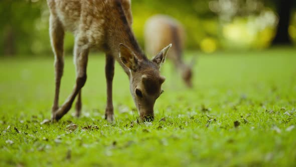 Young Deer Grazing Green Grass In Forest Clearing alt