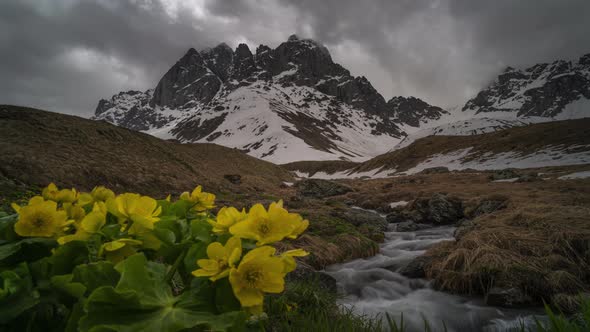Time-lapse of Flowers and Creek That Flows in the Mountains