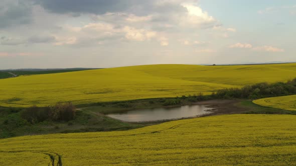 Rapeseed Plantations Under Cloudy Sky  alt