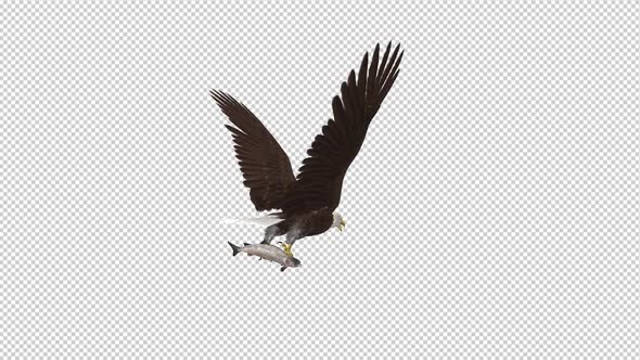 Bald Eagle with Salmon Fish - 4K Flying Loop - Back Angle