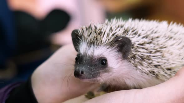 Young Hedgehog in the Arms of a Girl Closeup