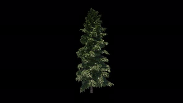 Pine Tree Abries Grandis Grow 4k