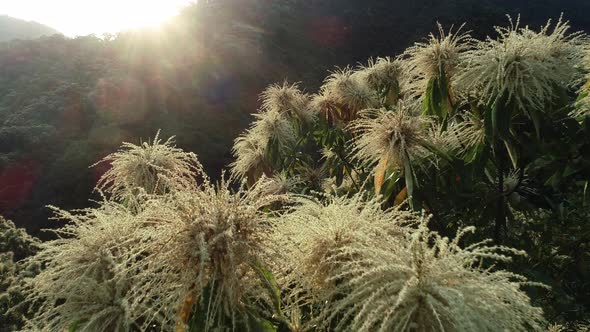 Drone aerial footage of green forest with  flowering castanopsis fissa trees in spring alt