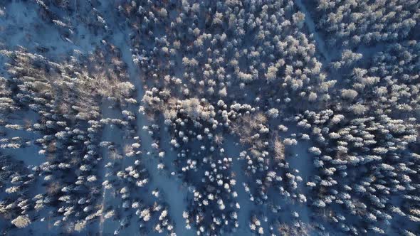 Aerial View of a Winter Forest From a Drone a Huge Forest in the Taiga or Siberia  Landscape Video