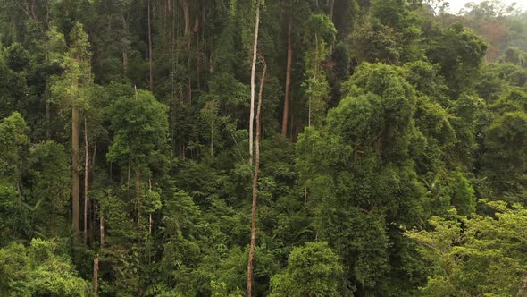 Thick forest view focusing on the trees