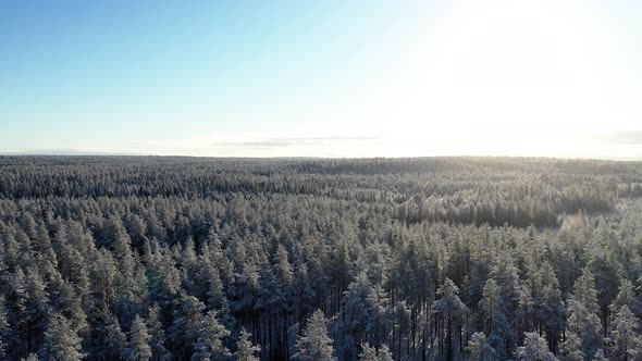 Aerial view of a winter snow covered pine forest. Winter frozen landscape alt