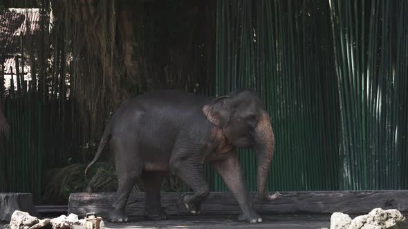 A Gray Elephant with a Sore Tucked Leg Hobbles Jumping on Three Legs Against the Background of a