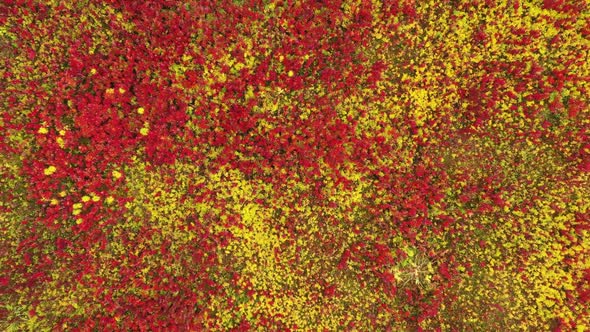 Red and Yellow Grass Background alt