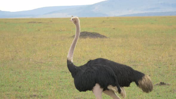 Masai ostrich walking in the savannah alt