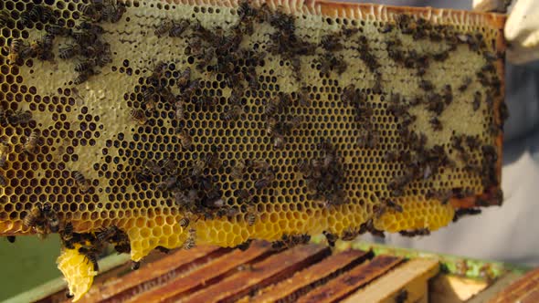 Small Business and Organic Food Production Concept alt