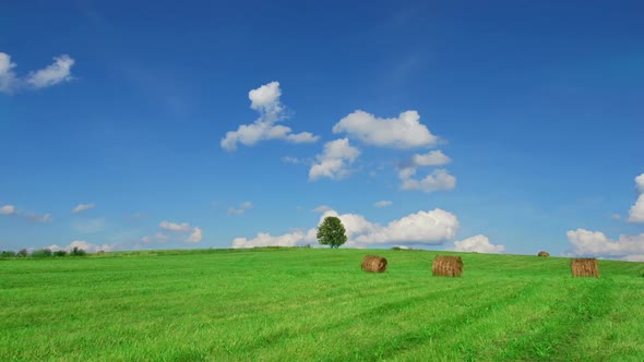 Lonely Tree on Field with Hay Bales