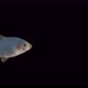 Blue Fish - VideoHive Item for Sale