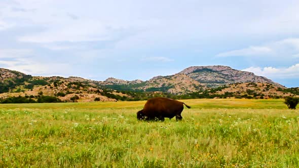 Wichita Wildlife Refuge   Buffalo Grazing 9302 alt