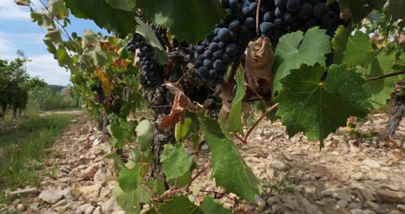 vineyards, Pic saint Loup, Claret, Occitanie, France alt