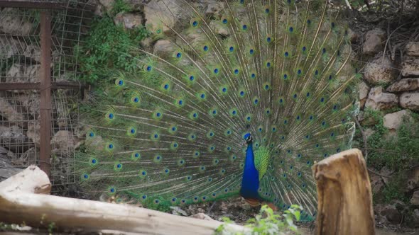 Peacock with spread feathers