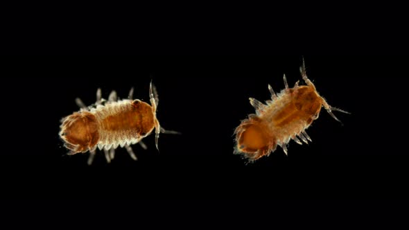Plankton and Zooplankton of the Black Sea, Crustacean Cilicaea Sp., Type Arthropod, Order Isopoda alt