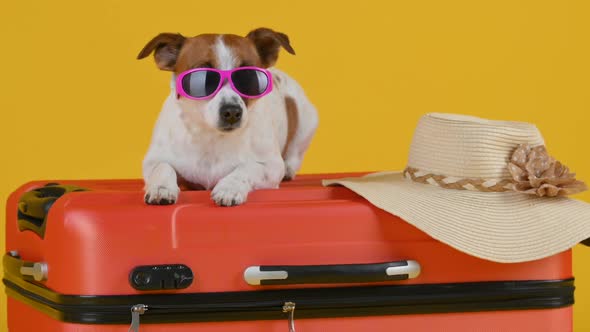 Adorable little dog in sunglasses sits on a suitcase