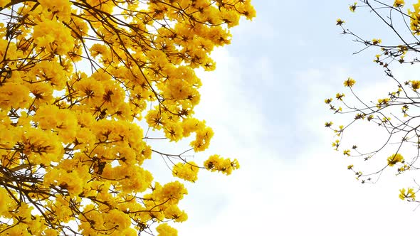Yellow Tabebuia Flower Blossom  alt
