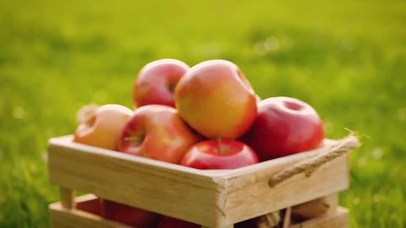 Camera approaches to a wooden crate full of fresh large, ripe red apples