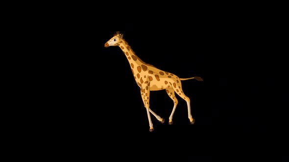 Big giraffe runs back and forth alpha matte long shot