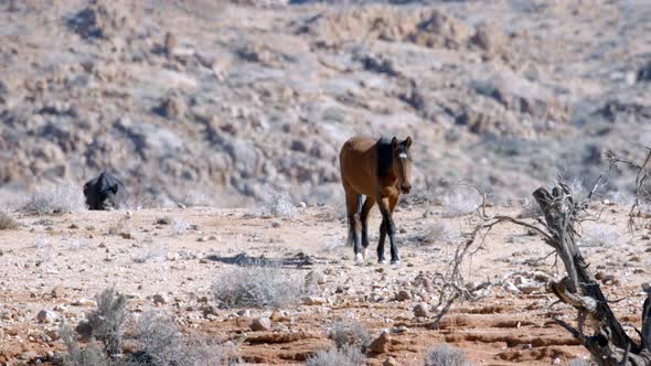Desert Wild Horses Walking