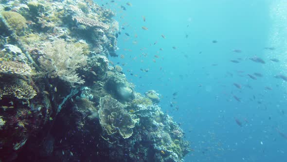Coral Reef with Fish Underwater alt
