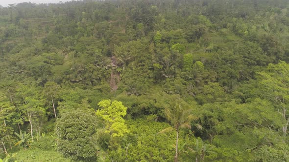 Tropical Landscape Rainforest and Mountains alt