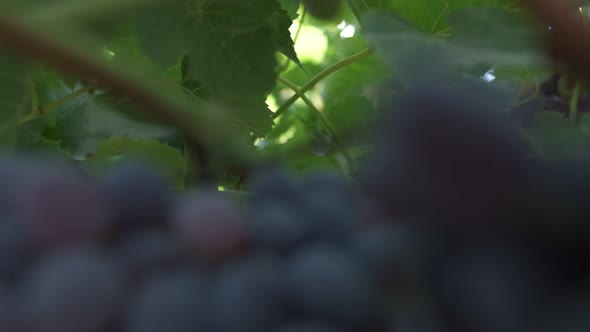 Bunches of Black Grapes Close Up alt