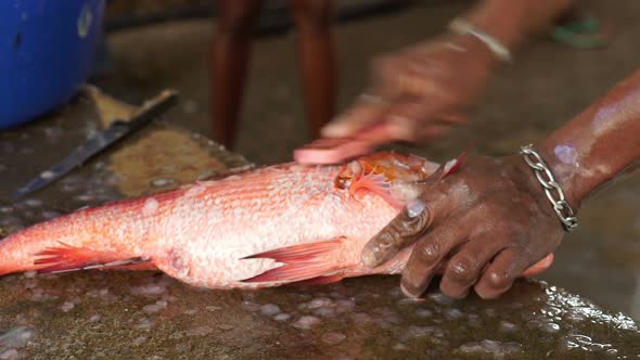 Closeup Scale Reef Fish alt