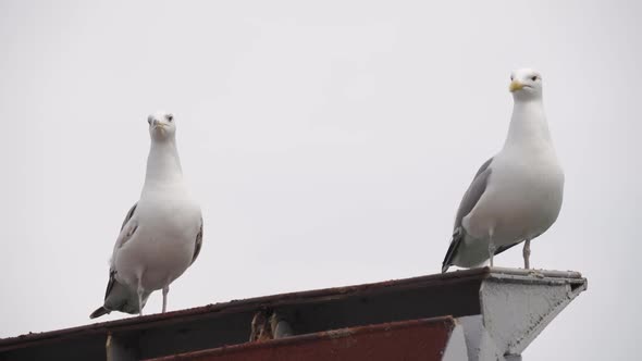 Two Seagulls Sit on the Roof and Look Around
