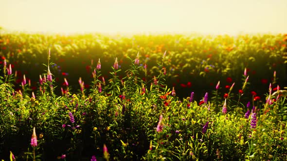 Beautiful Summer Meadow with Wild Flowers in Grass Against of Dawn Morning alt