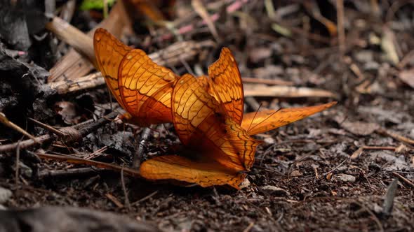 A yellow monarch with wings, a butterfly, on natural ground outdoor in tropical forest alt