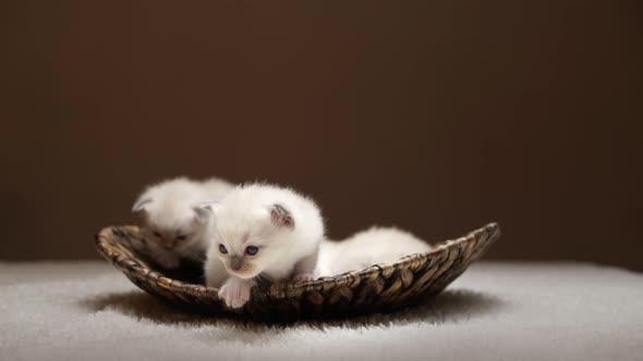 Cute White Kittens alt