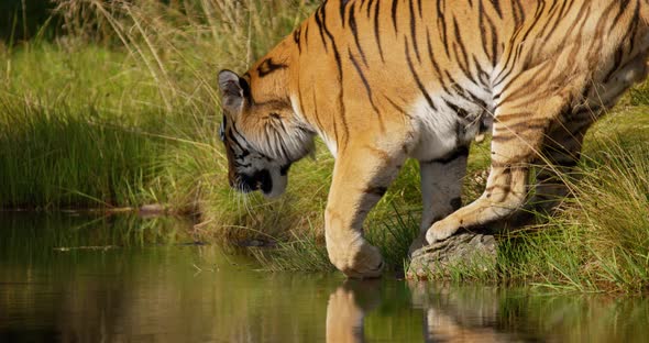 Large Tiger Walking Into to the Water to Drink in the Forest