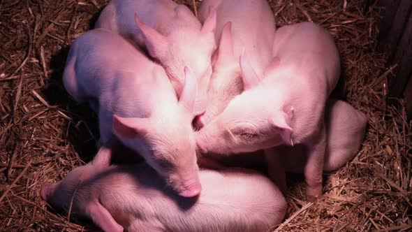 Newborn Piglets are Warmed Under an Ultraviolet Lamp on a Farm in the Countryside alt