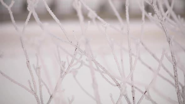 Closeup of Woman's Hand Shaking Off Snow