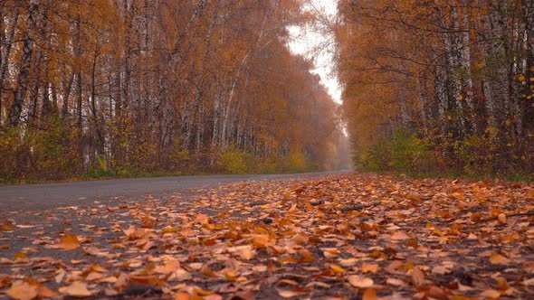 Mysterious Autumn Road 4 alt