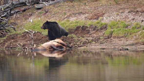 Grizzly Bear with a recently killed elk in Yellowstone National Park alt