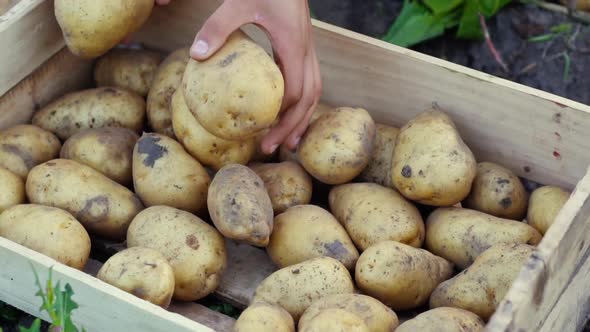 The hands of a farmer who puts potatoes in a wooden box.