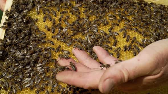 Beekeeper examines bees in honeycombs. Hands of the beekeeper. Beehive in the apiary. Close-up alt