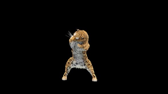 Leopard Dancing HD alt