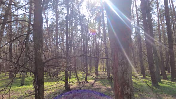 Walking Through the Forest with Pine Trees During the Day POV Slow Motion alt