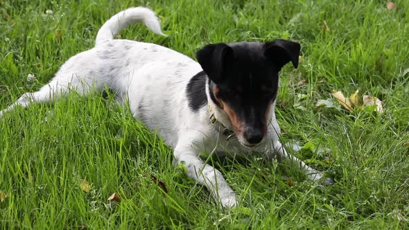 Dog, Jack Russell Terrier dog play with his tail in meadow. alt