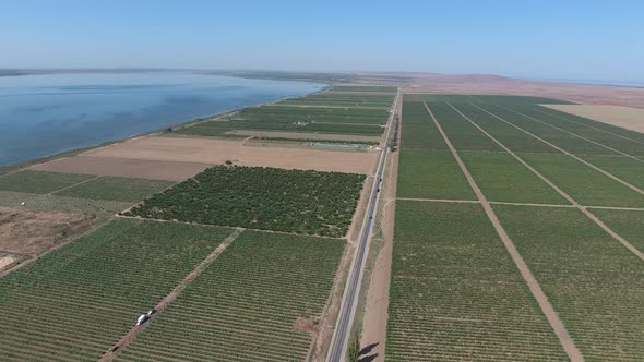 Grape Orchards Bird's-eye View. Vine Rows. Top View on the Garden on a Background of the Estuary alt