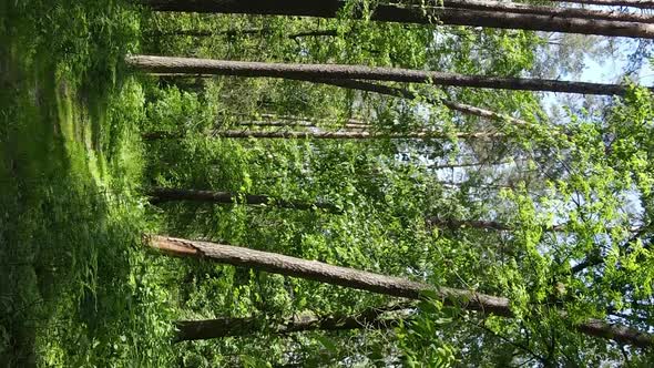 Vertical Video of Forest Landscape in Summer Slow Motion alt