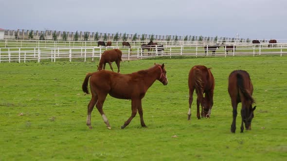 Horses Grazing and Running on the Field alt