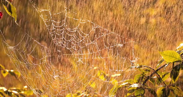 Rain in the Forest at Sunset. Cobwebs in Small Drops of Rain. alt